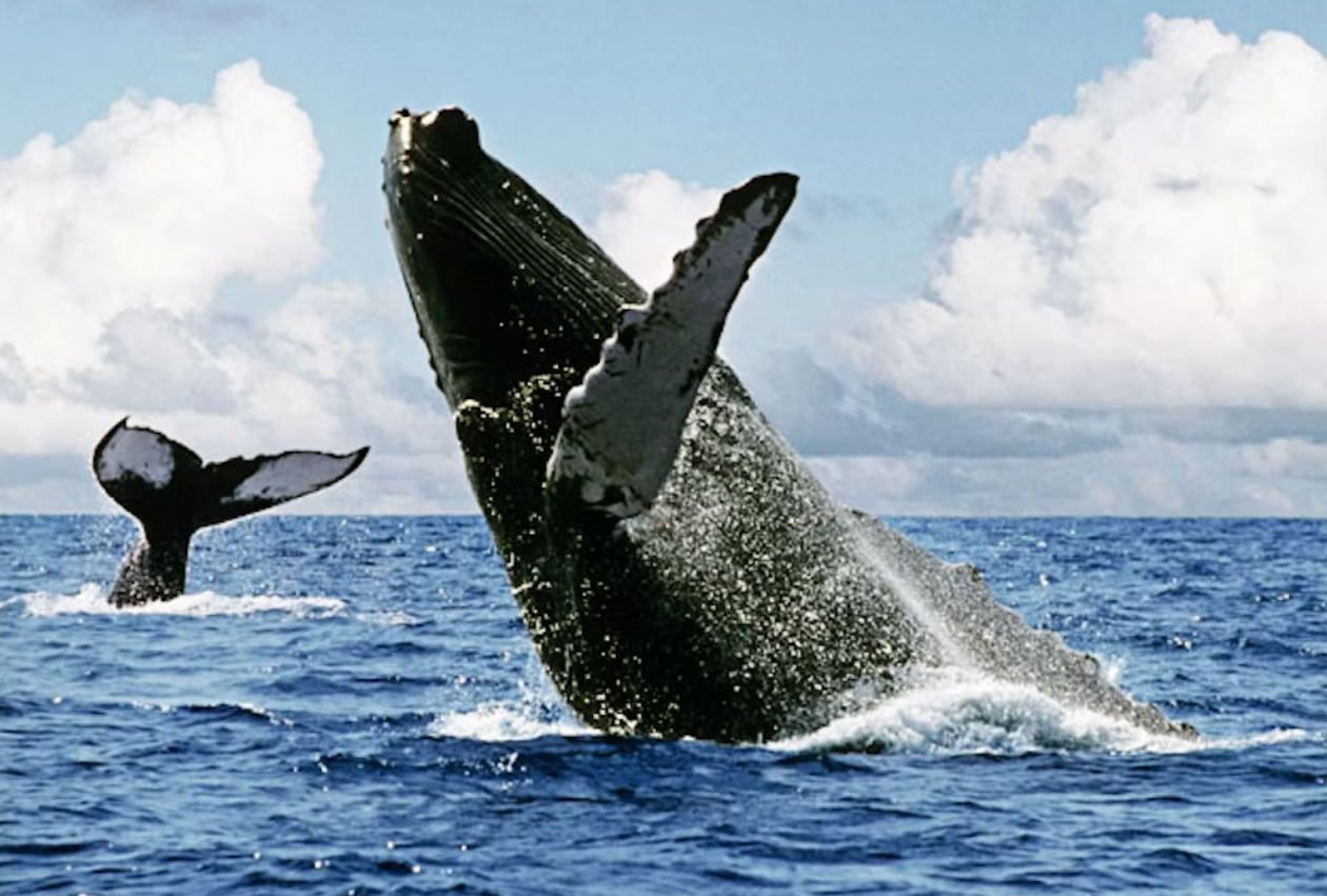 Joia baiana: Abrolhos