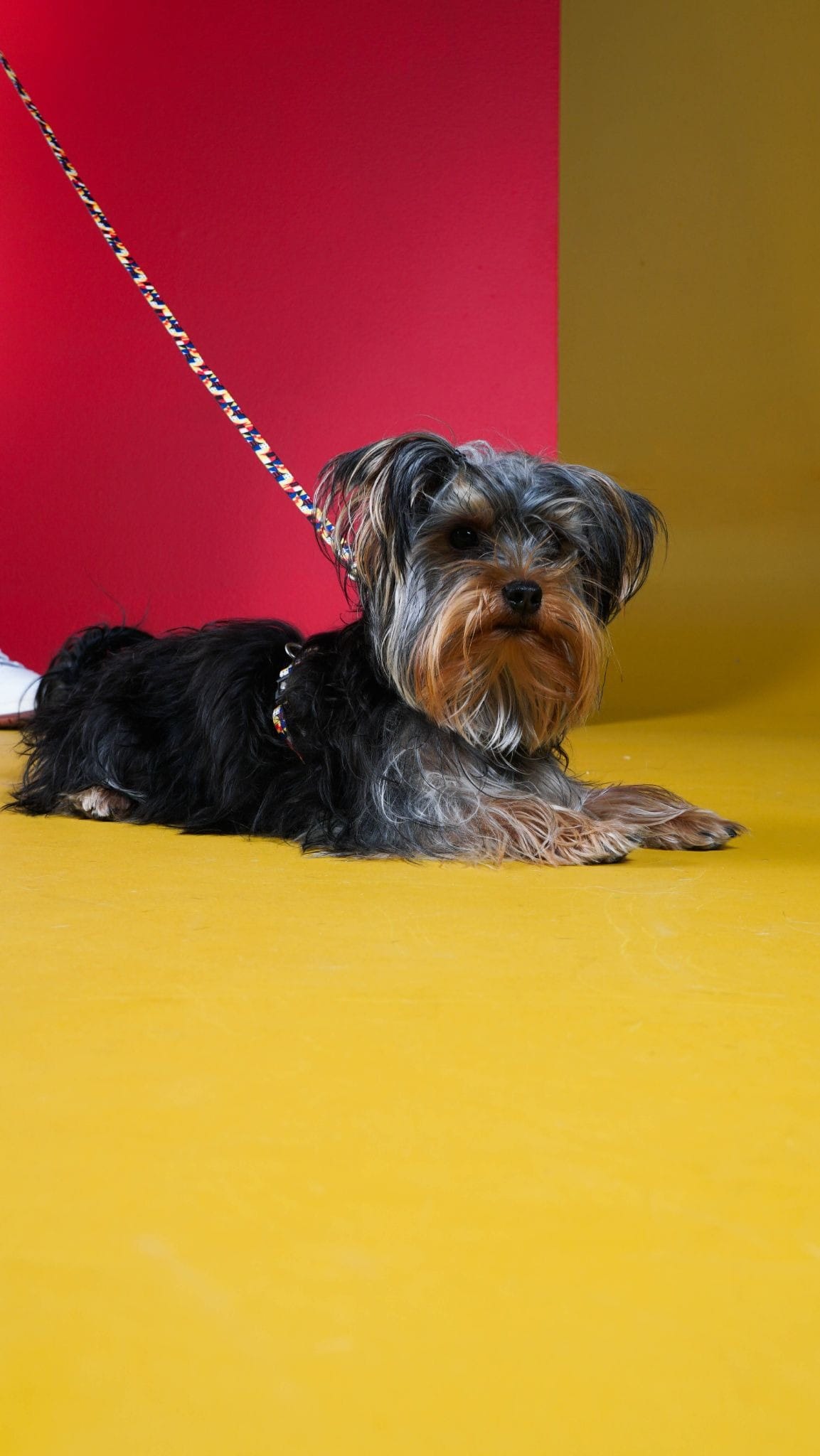 acessórios para Pets em promoção