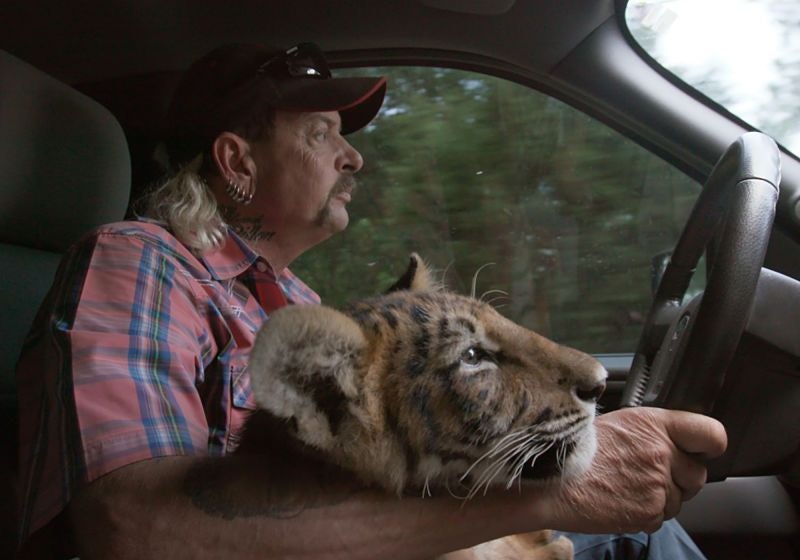 Cena da série Máfia dos Tigres, homem dentro de carro junto com tigre